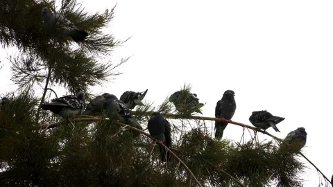 Pigeons on the Tree 2 Stock Footage 97254407