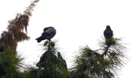 Pigeons on the Tree 4 Stock Footage 97254965