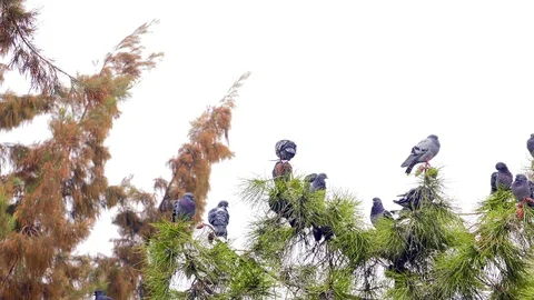 Pigeons on the Tree 5 Stock Footage 97255377