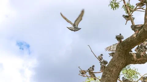 Pigeons on a tree and one in flight symbolize homecoming and freedom in natur Stock Photos