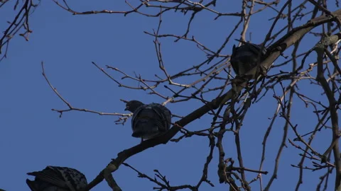 Pigeons in a tree blue sky in a row UK 4K Video stock 206821227