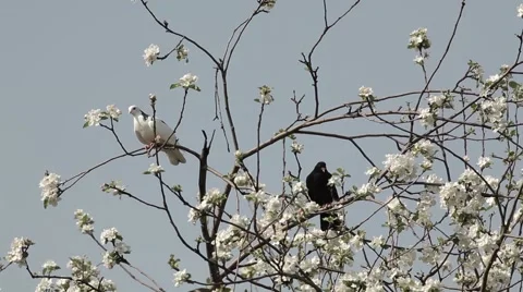 Pigeons on the tree Stock Footage 48620983
