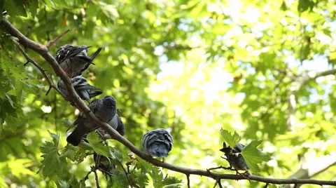 Pigeons On The Tree Stock Footage 65592552