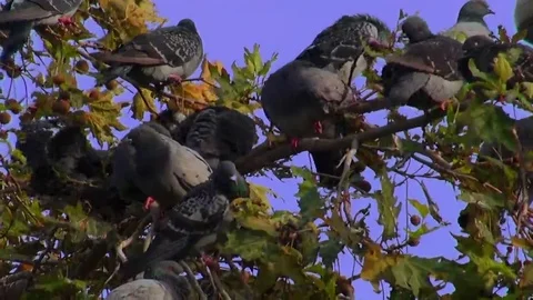 Pigeons on the tree 스톡 동영상 69073336