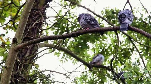 Pigeons in Tree Stock Footage 74149478