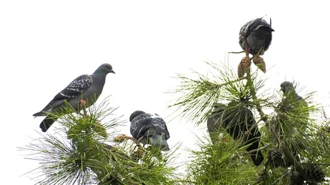 Pigeons on the Tree Stock Footage 97256236
