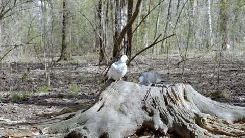 Pigeons on the tree Stock-Footage 273568387