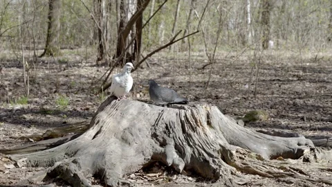 Pigeons on the tree Stockbeeldmateriaal 273568413