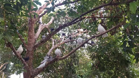 Pigeons on a tree Stock Footage 288183158