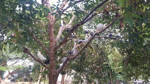 Pigeons on a tree Stock Footage 288183182