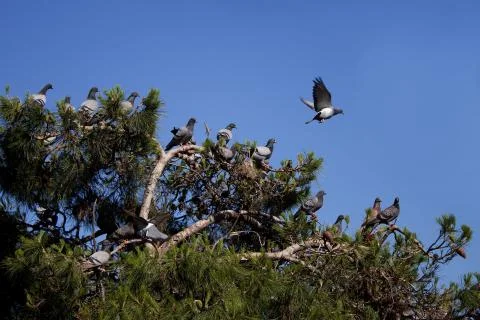 Pigeons on a tree Stock Photos