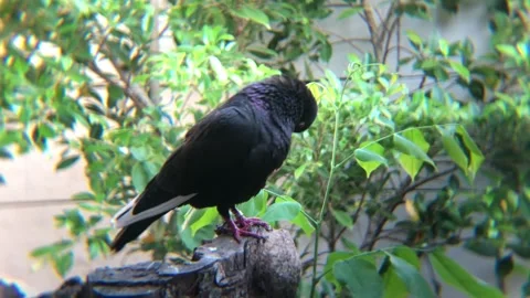 Pigeons on tree trunks while looking for ticks on their bodies Stock Footage 287937016