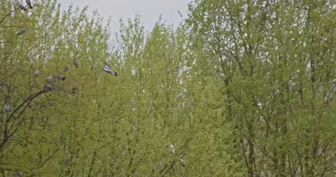 Pigeons in trees in slow motion Stock-Footage 271260170