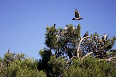 Pigeons on treetops Stock Photos