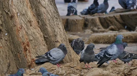 Pigeons under a big tree Stock-Footage 42101317