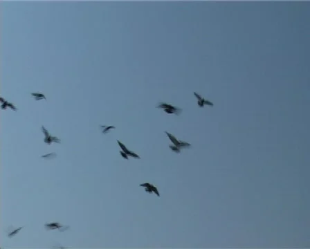 Pigeons V Stock Footage