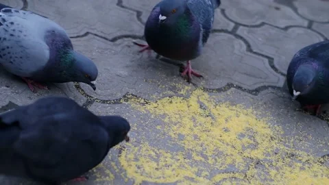 Pigeons of various colors eating corn on the ground or on the sidewalks of a cit Stock Footage 239067031