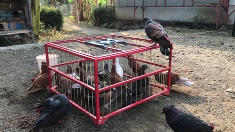 Pigeons of various colors gathering around a red wire cage Video stock 346190692