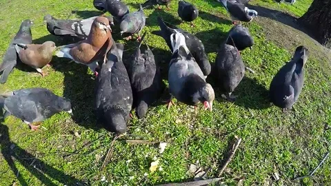 Pigeons very quickly eat bread on a green lawn Stock Footage 74119358
