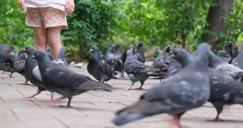 Pigeons walk along a paved path in a city park near children. Doves Stock Footage 207013165