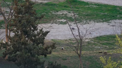 Pigeons walk around the yard with an empty big playground Stock Footage 128014940