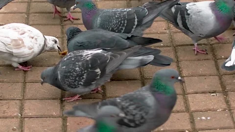 Pigeons walk Stock Footage 142381273