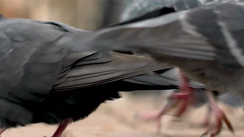 Pigeons walk Stock Footage 142381497