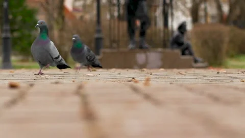 Pigeons walk Stock Footage 142381744