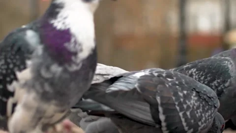 Pigeons walk Stock Footage 142381781