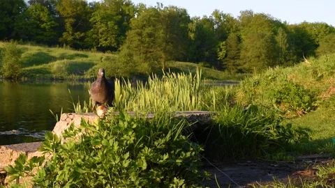 Pigeons walk pecking bread on the background of trees and green grass and trees  Stock Footage 89862839