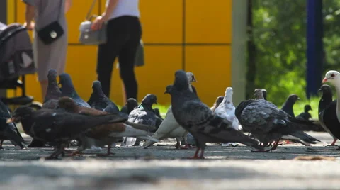 Pigeons walk on the square in the city Stock Footage 67340722