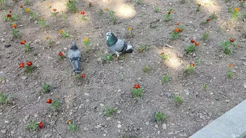 Pigeons walk through a flower bed Stock Footage 243053152