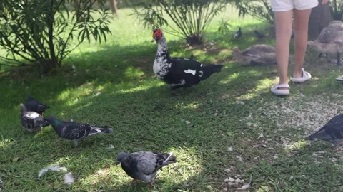 Pigeons walk through the park on the grass and peck at food Video stock 292312939