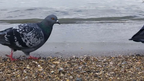 Pigeons Walking along the Beach Stock Footage 72850244