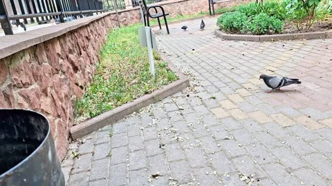 Pigeons Walking Along a Quiet Brick Path in an Urban Park Area Stock Footage 336942239