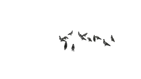 PIGEONS WALKING AND EATING VIEW D Vídeos de archivo 101814155