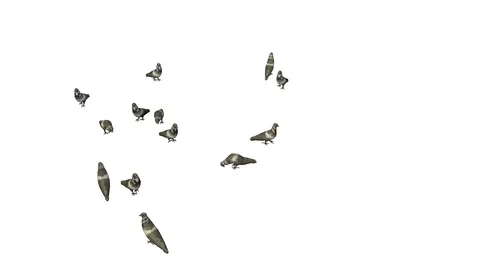 PIGEONS WALKING AND EATING VIEW C Video stock 101814158