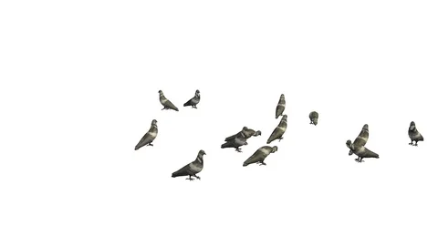 PIGEONS WALKING AND EATING VIEW E Stock-Footage 101814210
