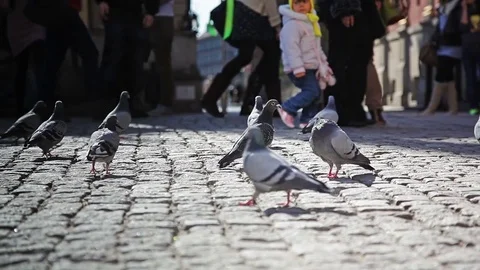 Pigeons walking around a sidewalk Stock Footage 69904997