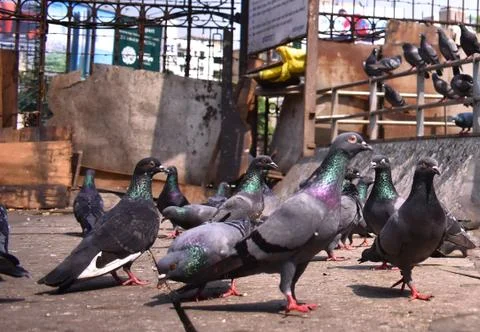 Pigeons walking captured from low angle Foto stock
