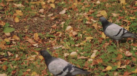 Pigeons Walking on Dry Leaves Video stock 63140682