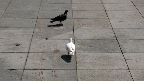 Pigeons walking floor Stock Footage 162696694