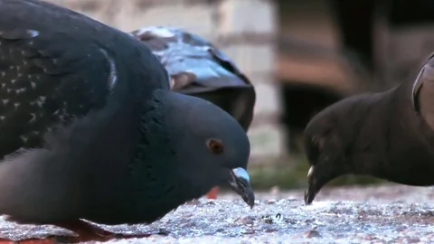 Pigeons Is Walking Video stock 79387880