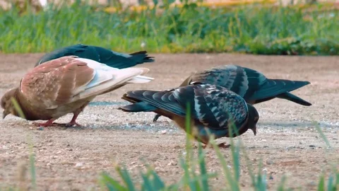 Pigeons Is Walking Video stock 79389341