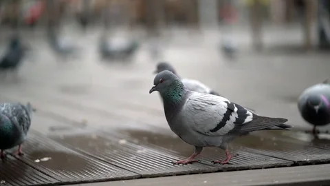 Pigeons walking Stock Footage 126273887