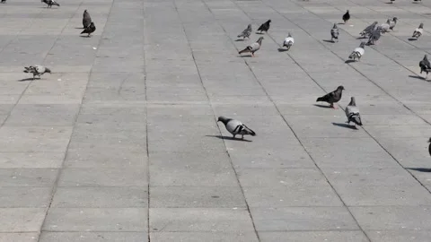 Pigeons walking Stock Footage 162695546