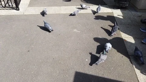 Pigeons Walking On The Footpath Stock Footage 124336140