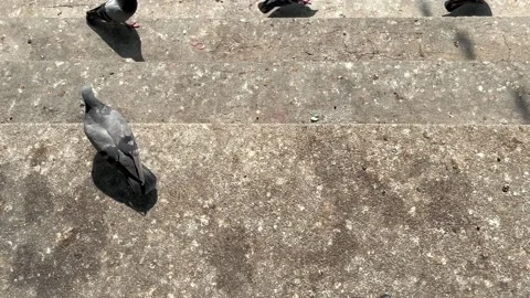 Pigeons Walking, Foraging And Eating Fish Food On The Staircase In The Temple Stock Footage 304581010