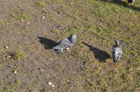 Pigeons walking on grassy ground in sunlight Фото
