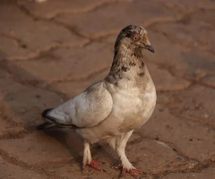Pigeons walking on the ground Stock Photos